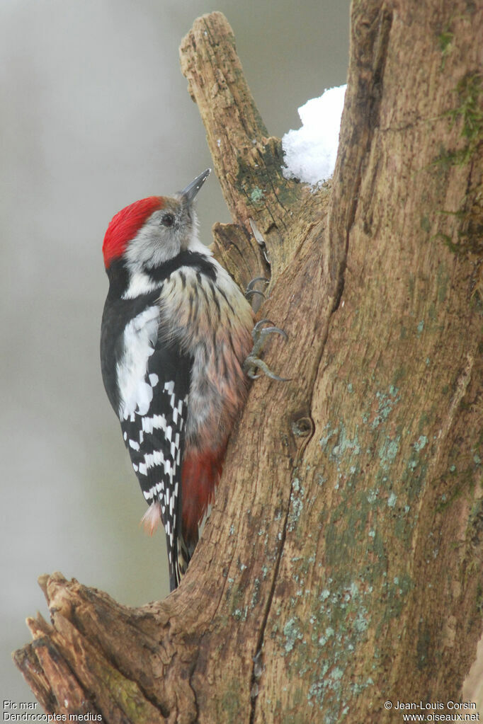 Middle Spotted Woodpecker