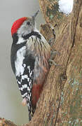 Middle Spotted Woodpecker