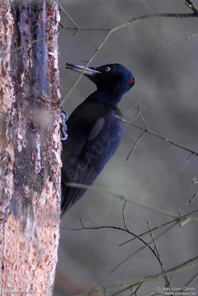 Black Woodpecker female