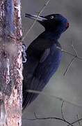 Black Woodpecker