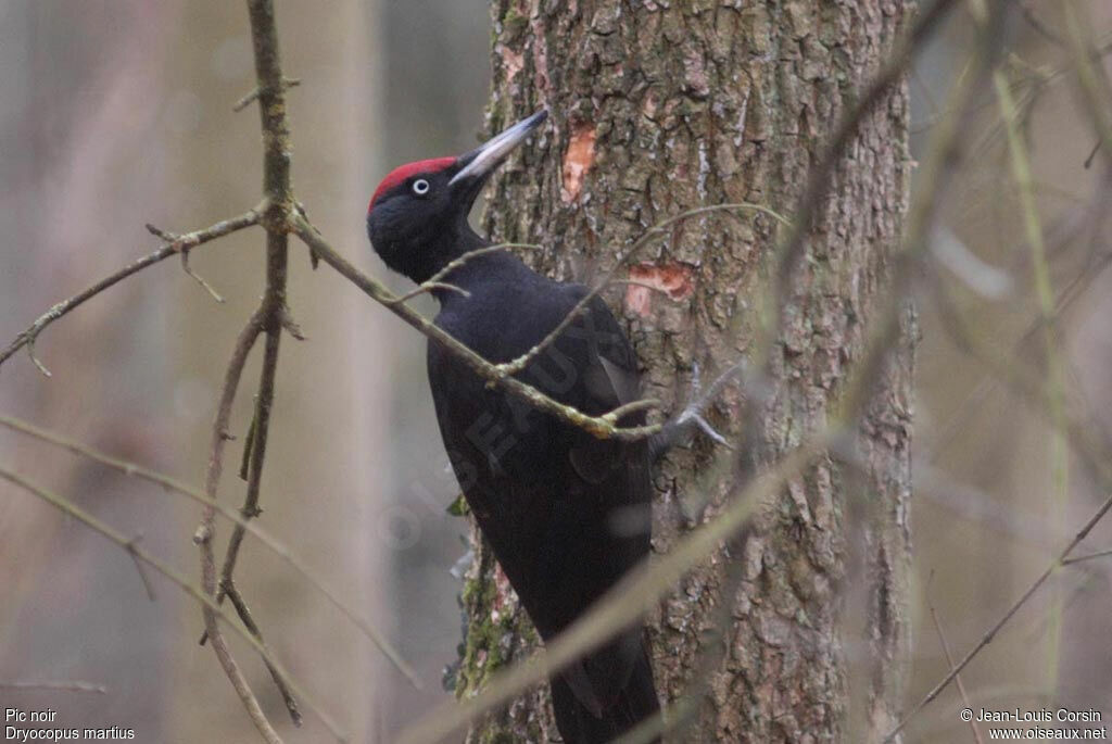 Black Woodpecker male