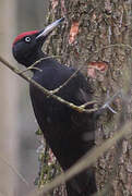 Black Woodpecker