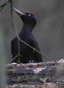 Black Woodpecker