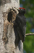 Black Woodpecker