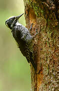 Eurasian Three-toed Woodpecker