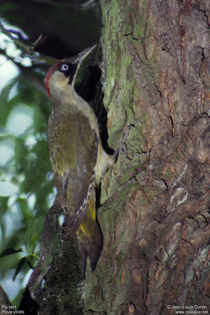 European Green Woodpecker