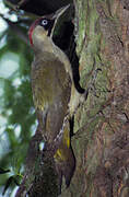 European Green Woodpecker