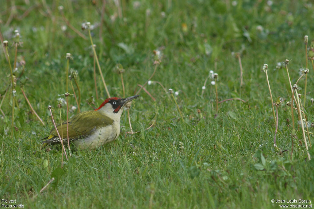 European Green Woodpecker