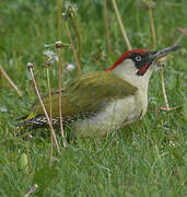 European Green Woodpecker