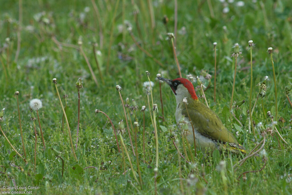 European Green Woodpecker