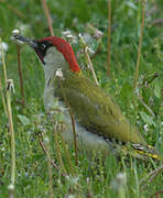 European Green Woodpecker