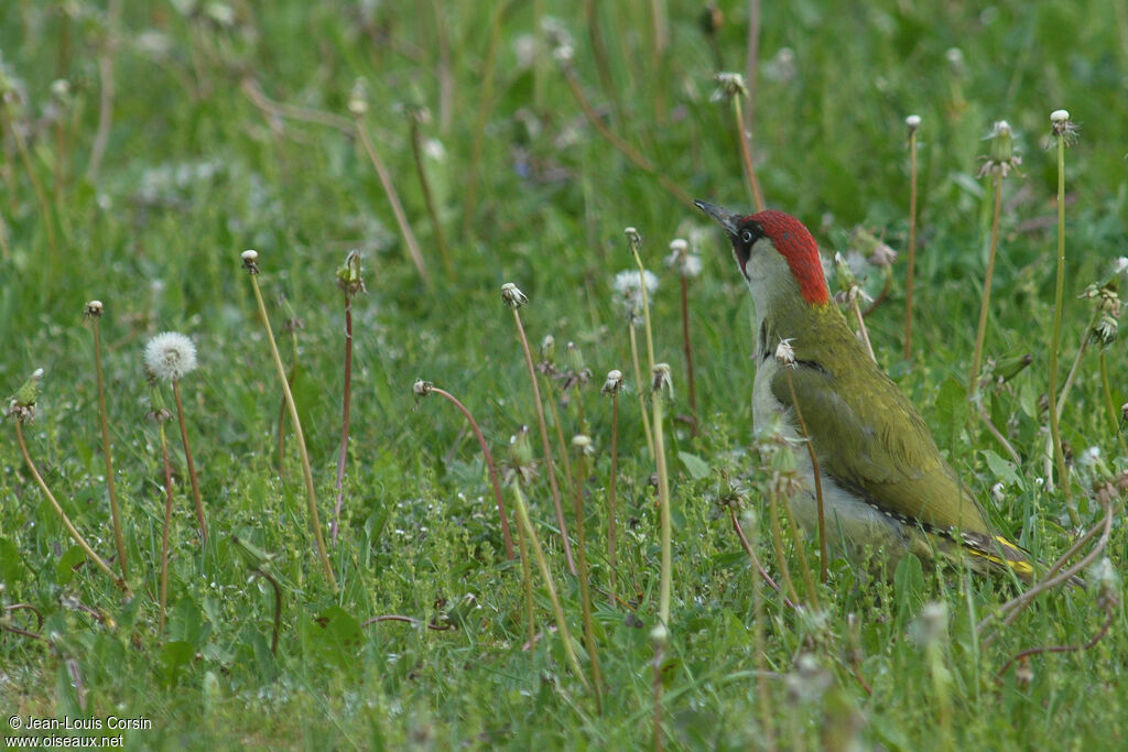 European Green Woodpecker