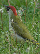 European Green Woodpecker