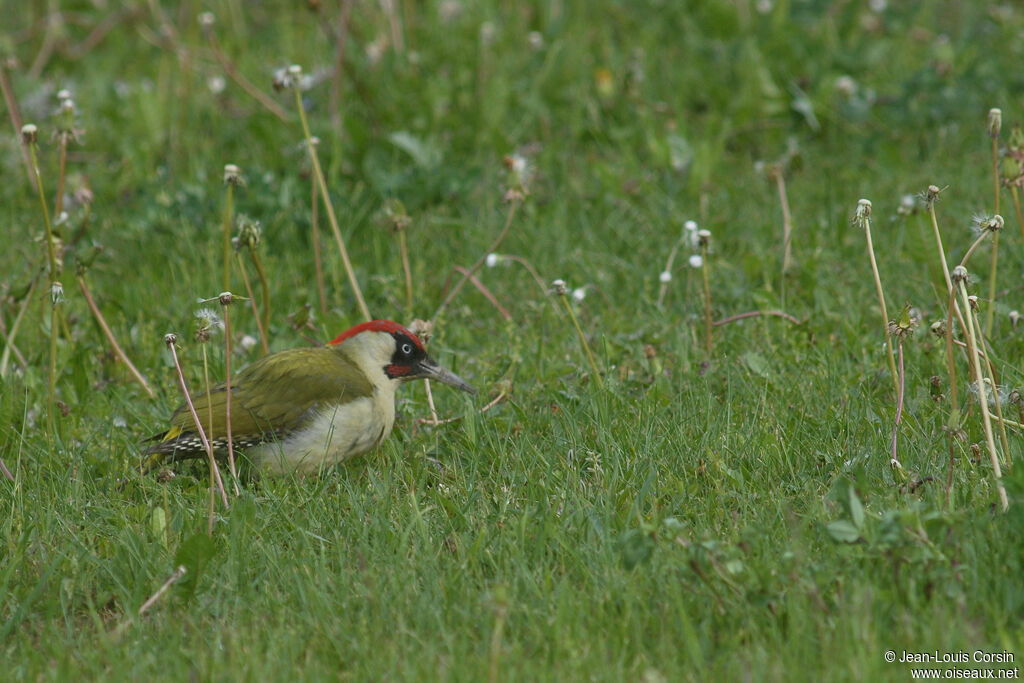 European Green Woodpecker