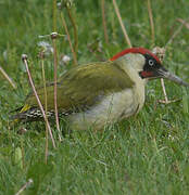 European Green Woodpecker