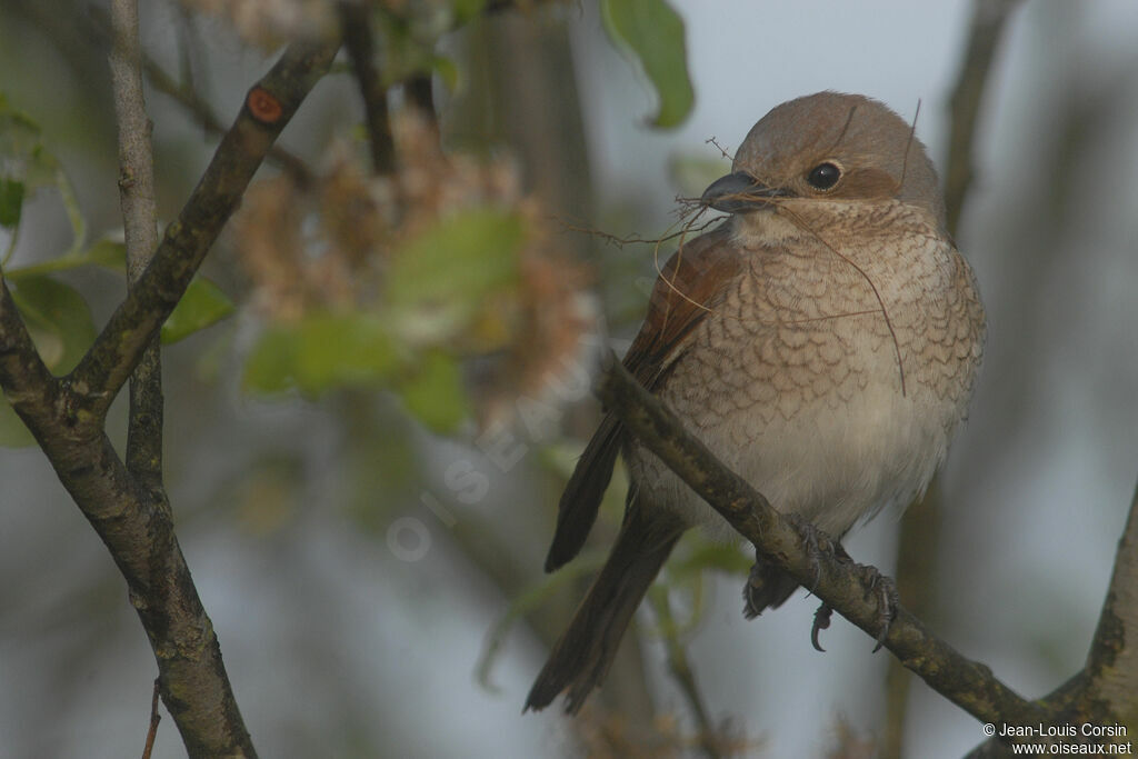 Red-backed Shrike