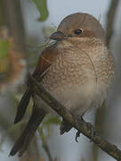 Red-backed Shrike