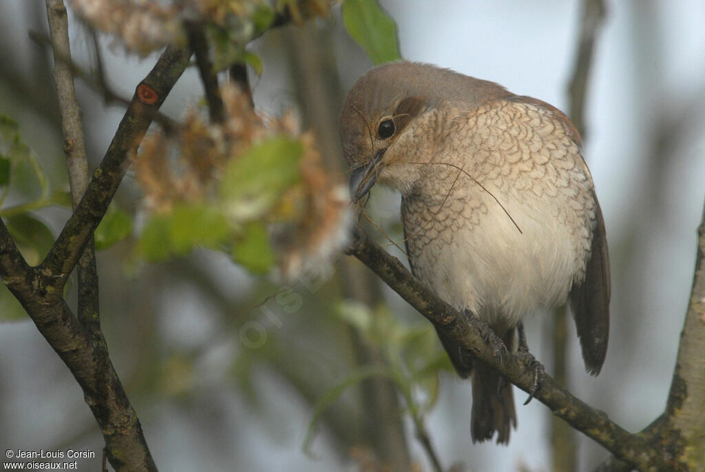 Pie-grièche écorcheur