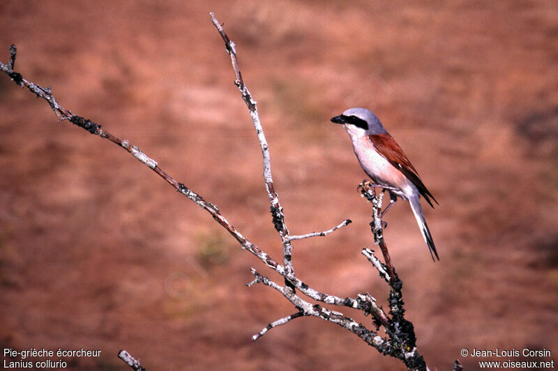 Red-backed Shrike