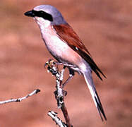 Red-backed Shrike