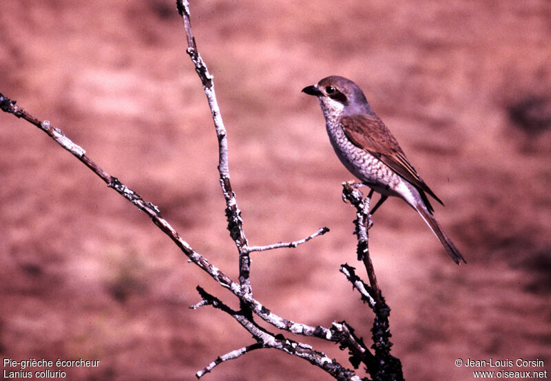 Red-backed Shrike female adult