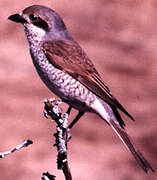 Red-backed Shrike