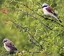 Red-backed Shrike