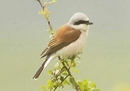 Red-backed Shrike