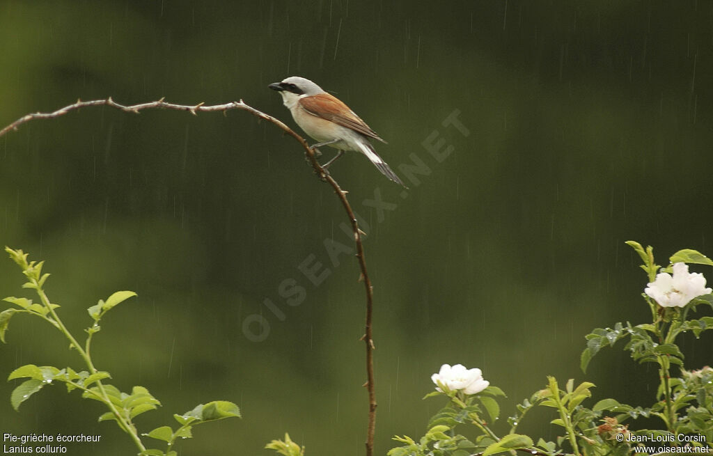 Red-backed Shrike