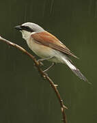 Red-backed Shrike