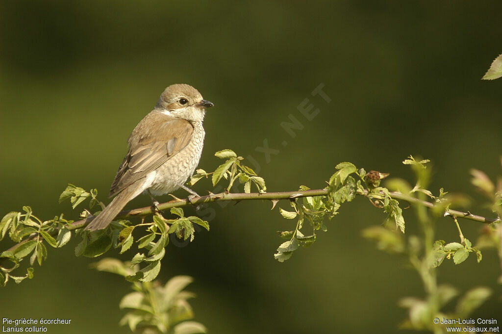 Red-backed Shrike