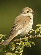 Red-backed Shrike