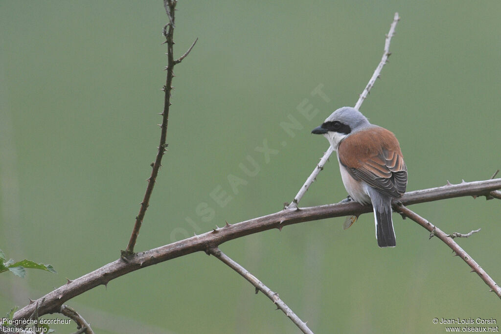 Red-backed Shrike