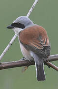 Red-backed Shrike