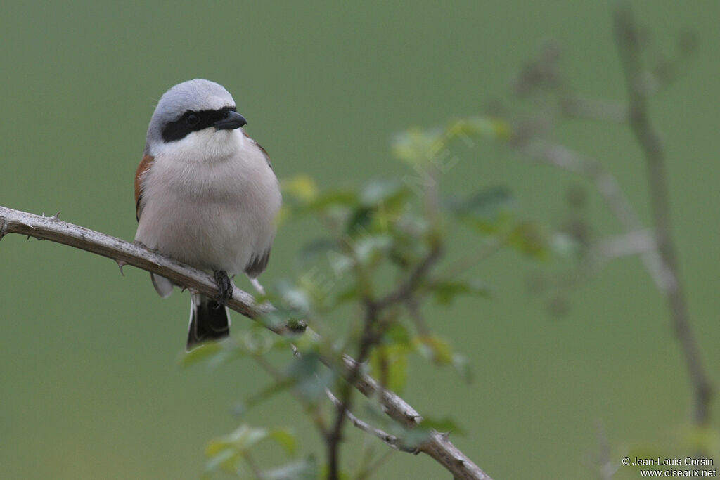 Red-backed Shrike