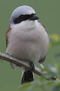 Red-backed Shrike