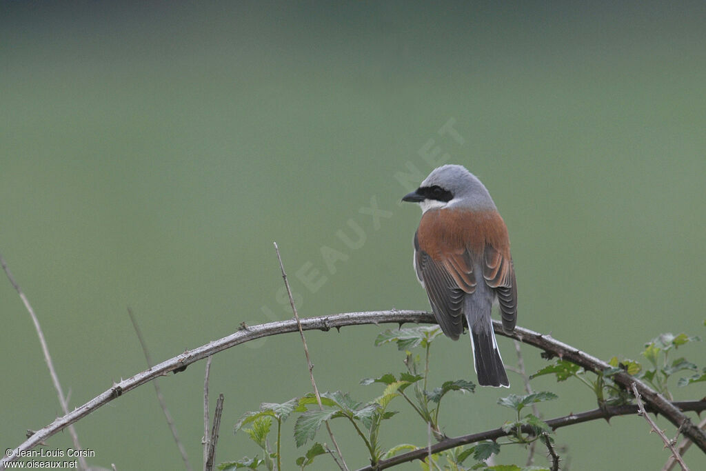 Red-backed Shrike