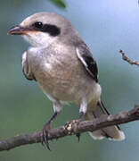 Great Grey Shrike