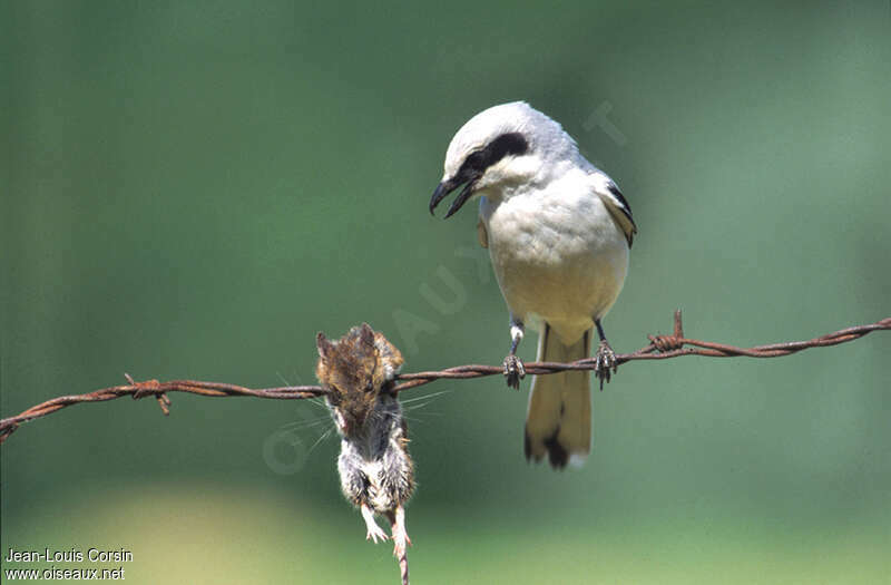 Great Grey Shrikeadult, feeding habits, Behaviour