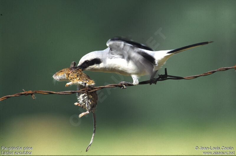 Great Grey Shrikeadult