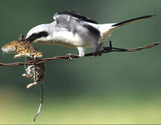 Great Grey Shrike