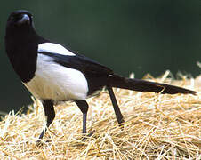 Eurasian Magpie