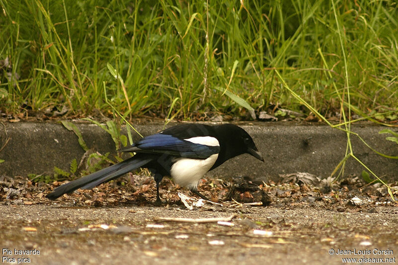 Eurasian Magpie