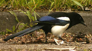 Eurasian Magpie