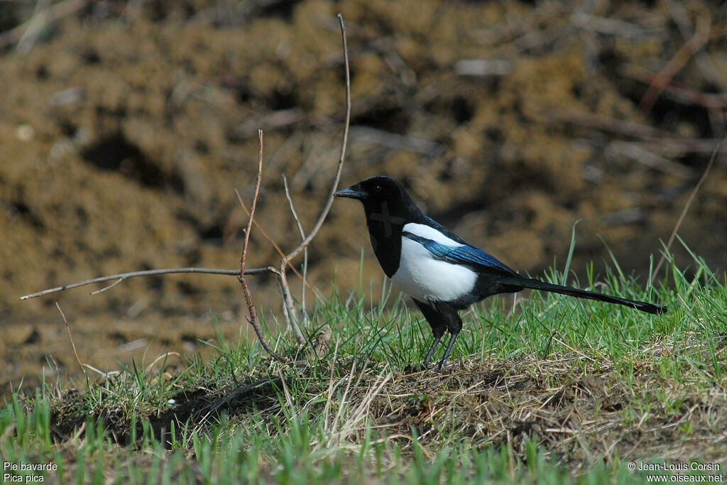 Eurasian Magpie