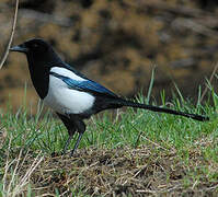 Eurasian Magpie