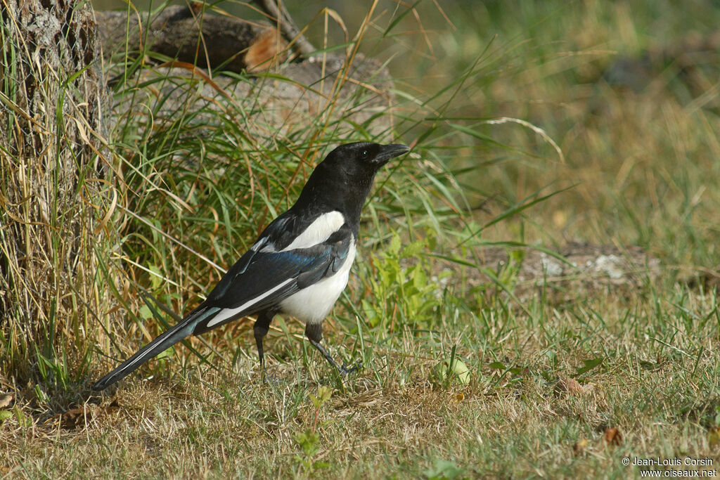 Eurasian Magpie