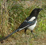 Eurasian Magpie