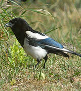 Eurasian Magpie