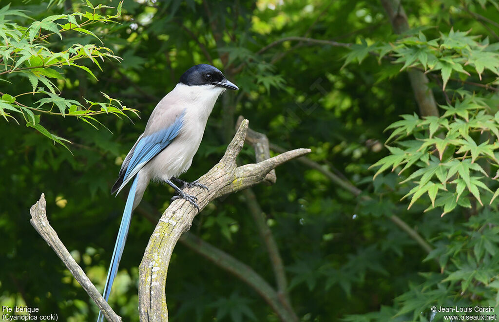 Iberian Magpie